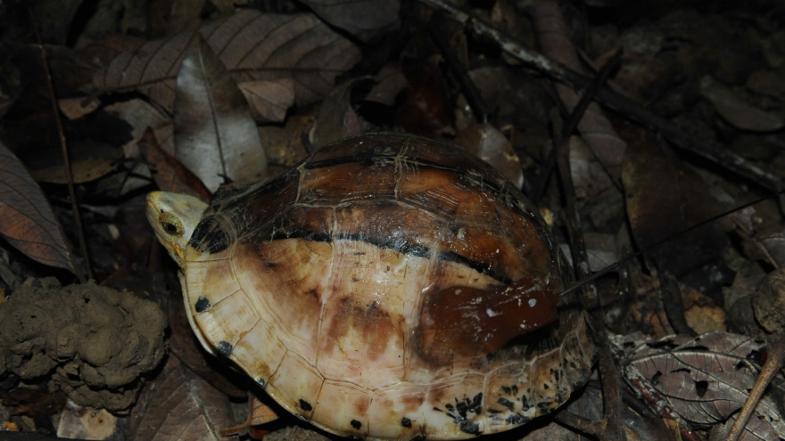 Phát hiện loài rùa hiếm nhất thế giới ở rừng tự nhiên Đắk Lắk